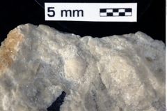 Foto (Detailansicht) von Decapoda indet. (NHMW-GEO-1990-0041-0253)